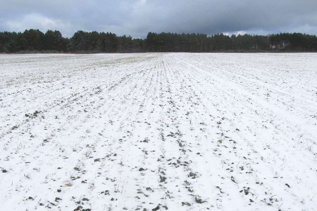 Rapeseed field under snow